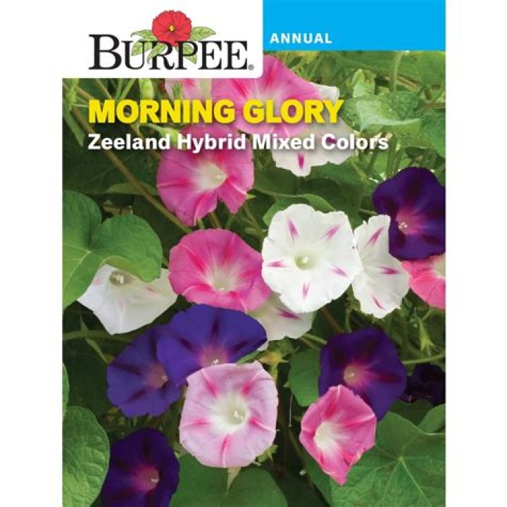 Are Burpee morning glory seeds treated?