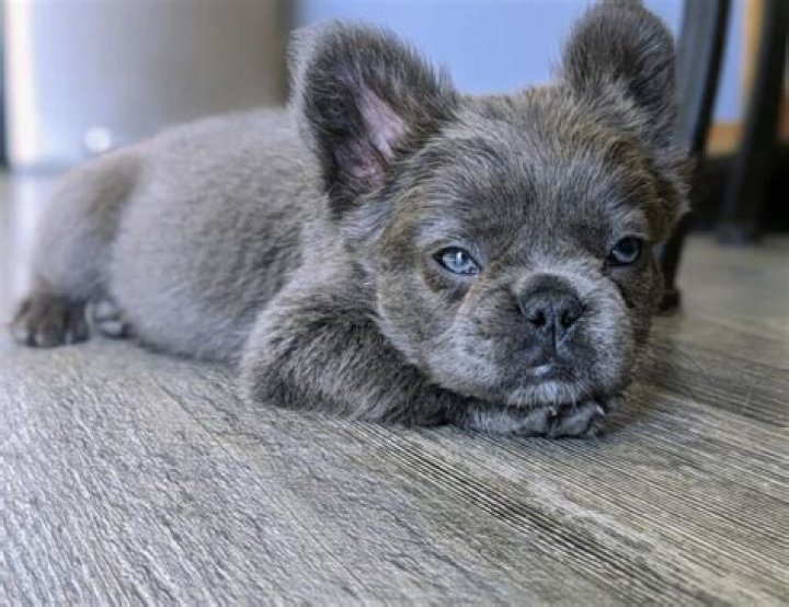 Blue Frenchie Apollo - Age, Family, Bio