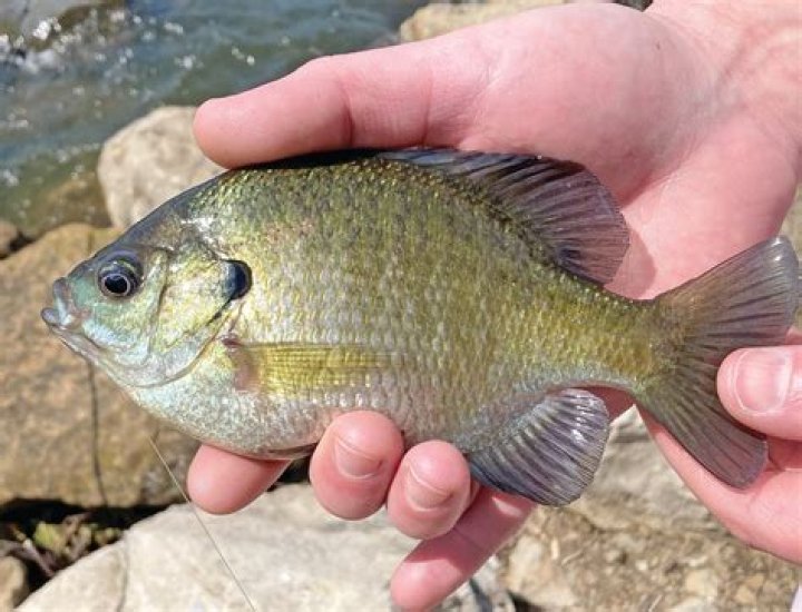 Do bluegill bite humans?