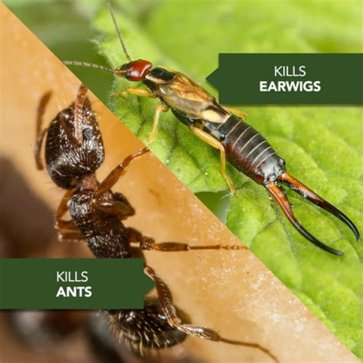 Do bug bombs kill earwigs?