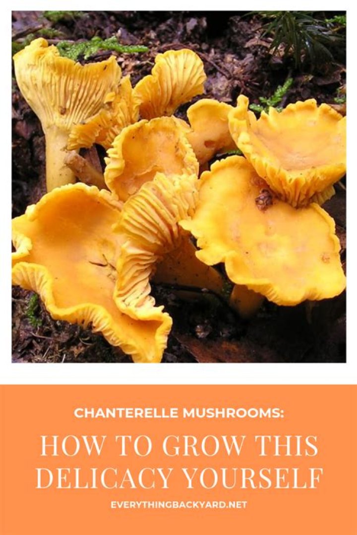 Do chanterelle mushrooms grow in Iowa?