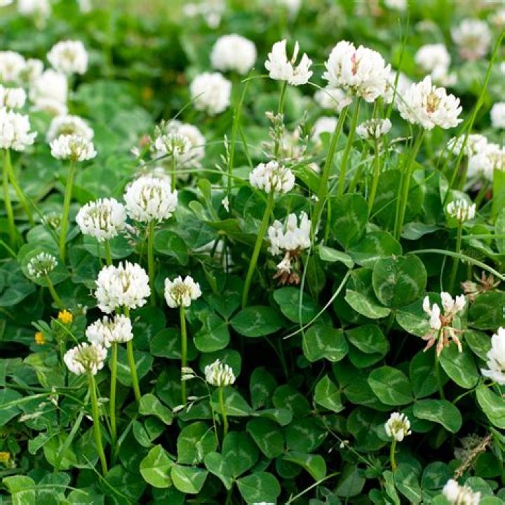 Does clover have flowers?
