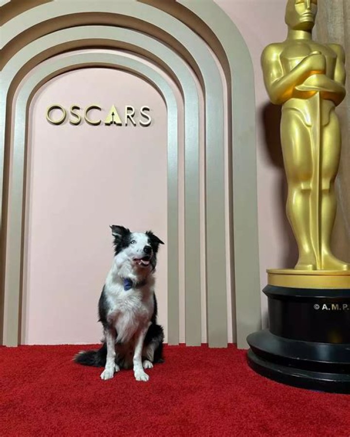 Everyone is talking about Messi, the handsome border collie at the Oscars