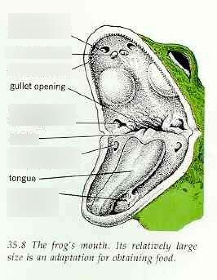 How is the frog’s tongue designed for the type of food it eats?