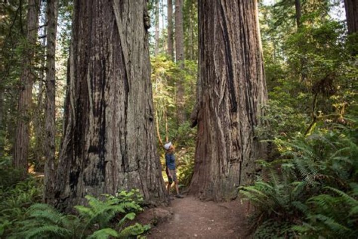 How long is the wait at Redwood City DMV?