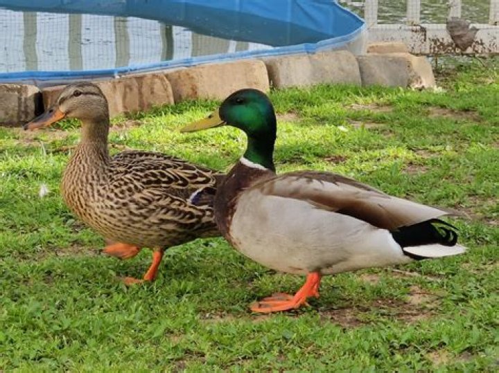 How many male ducks are female?