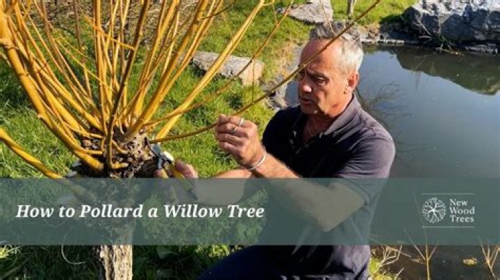 How old is Scott Pollard?