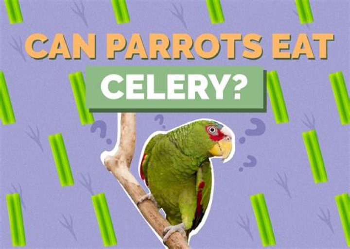 Is celery safe for parrots?
