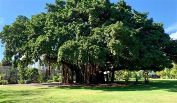 
UP: New banyan tree to replace 300-yr-old ‘Gandhi Vatvriksha’ 