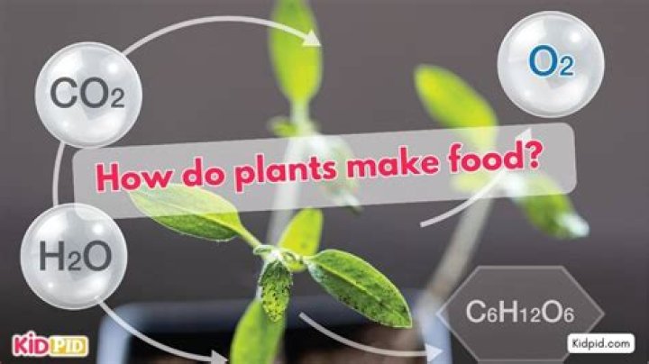 What are the 4 things plants need to make food?