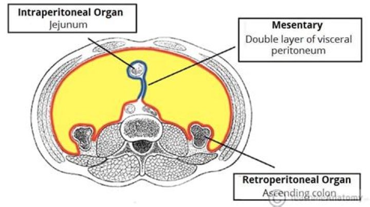 What are the peritoneal and retroperitoneal organs?