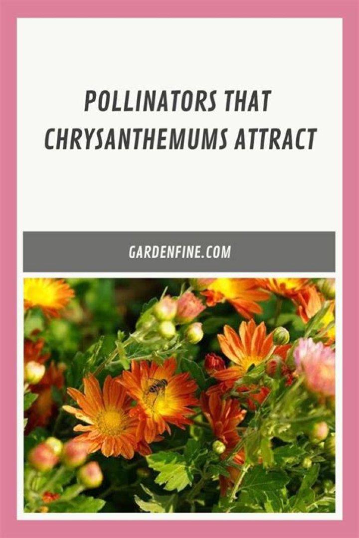 What bugs do chrysanthemums attract?