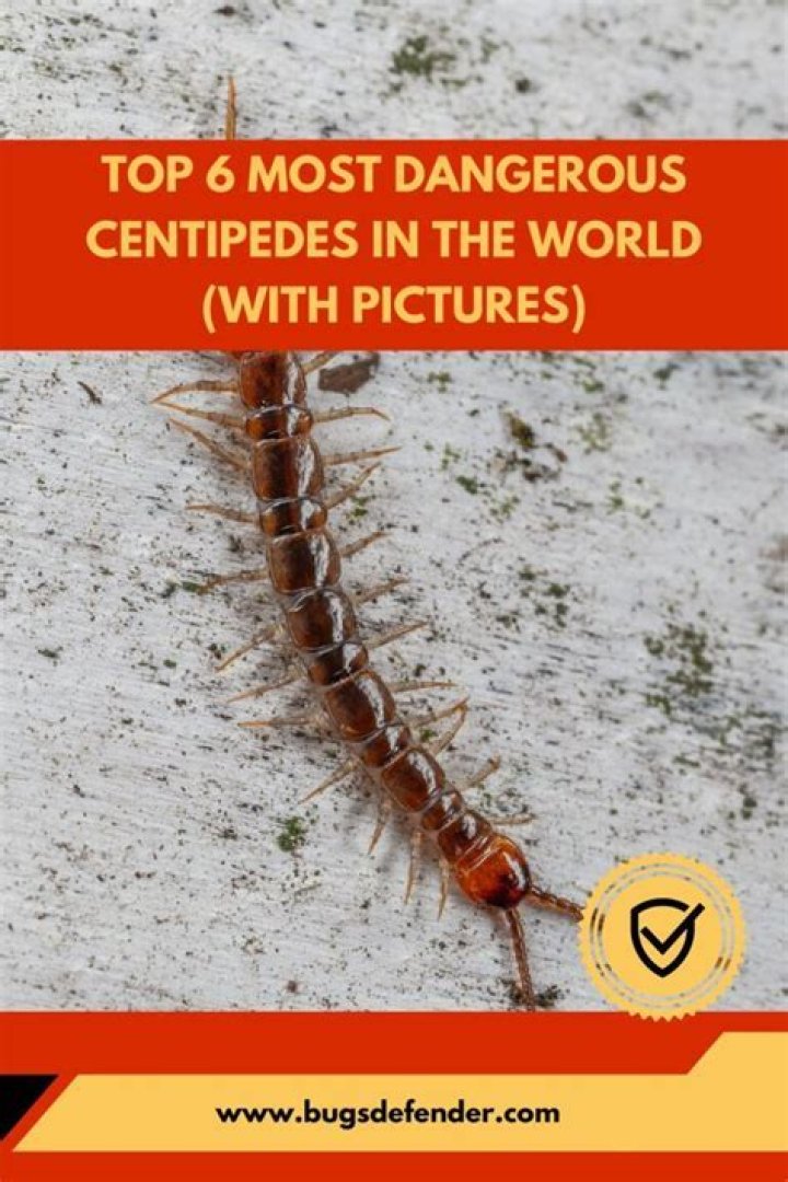 What do centipedes hate?