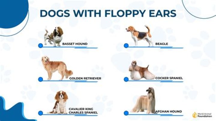 What dog breed has folded ears?