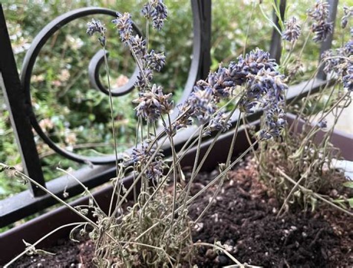 Why are my lavender flowers drooping?