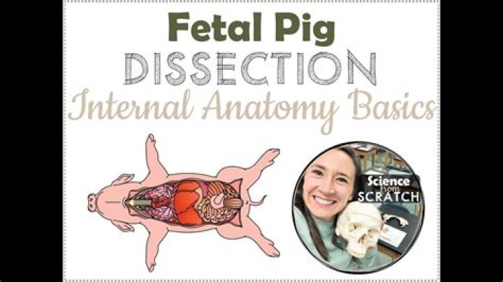Why fetal pigs are used for dissection?